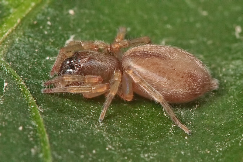 Clubiona cf. leucaspis - Malta